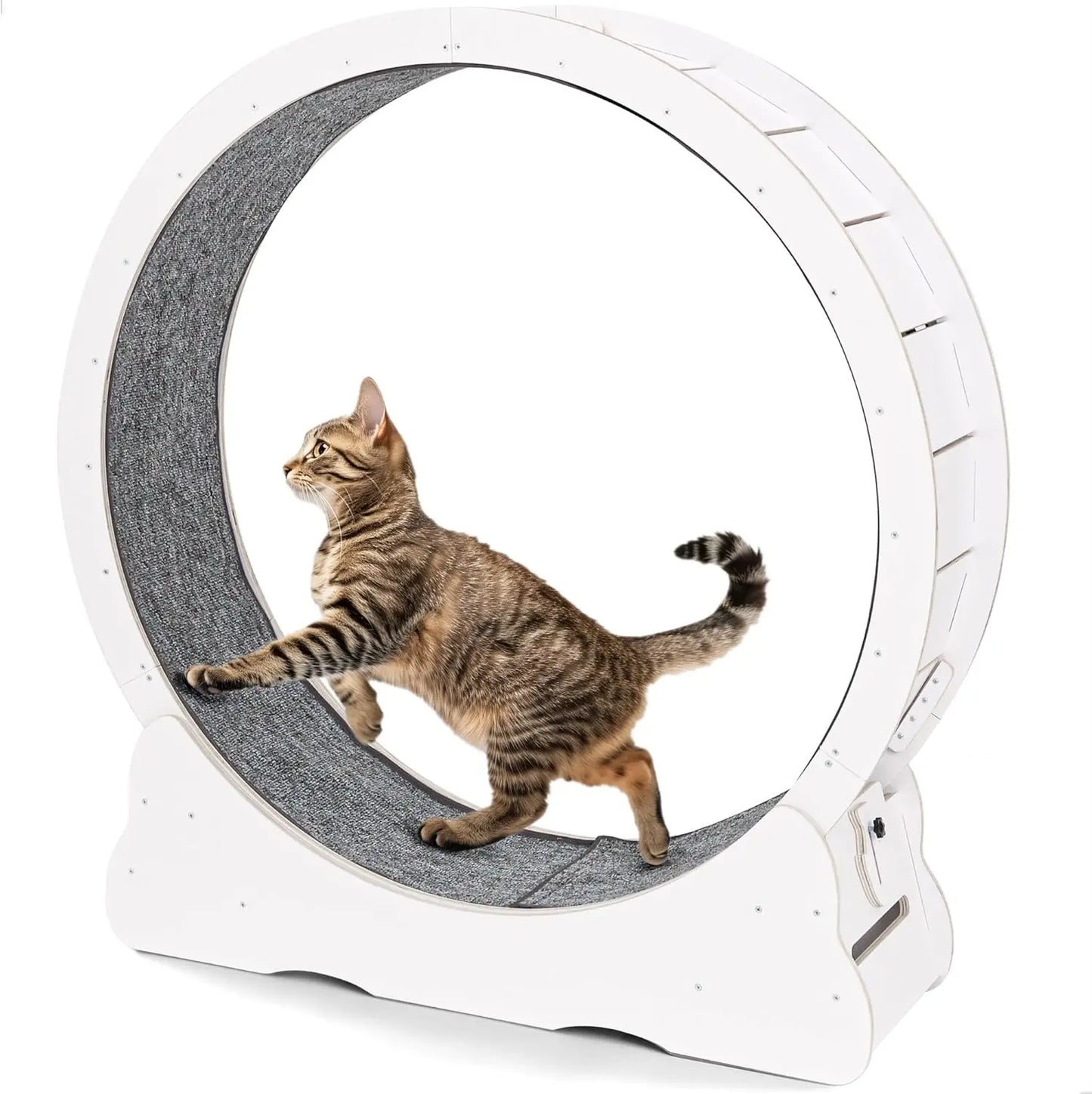 Cat Wheel for Indoor Cats by NoEnName