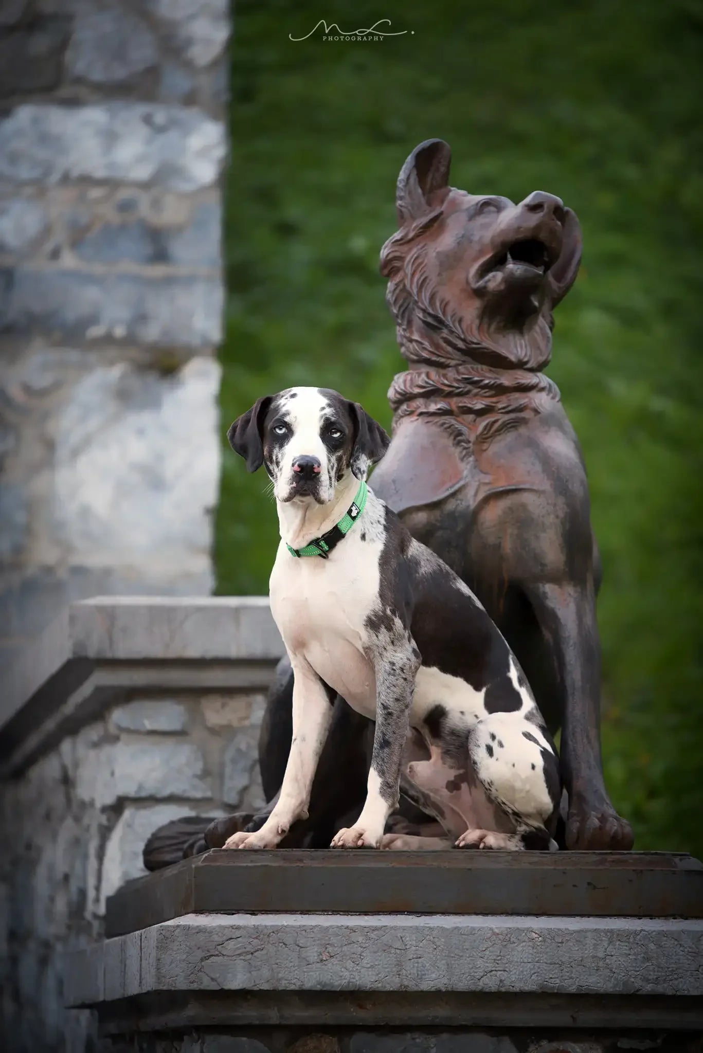 Truelove Padded Reflective Nylon Dog Collar With Quick Release
