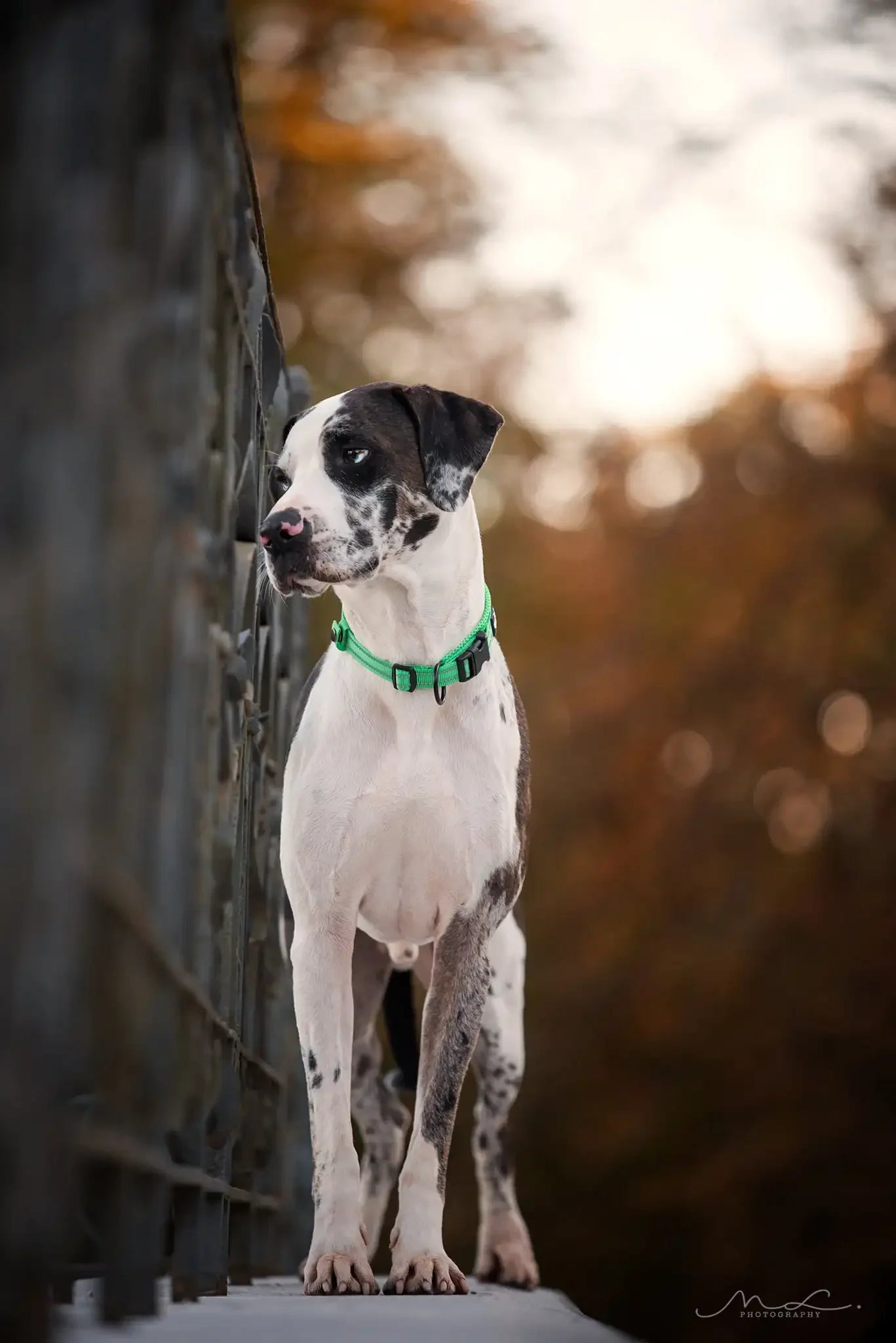 Truelove Padded Reflective Nylon Dog Collar With Quick Release