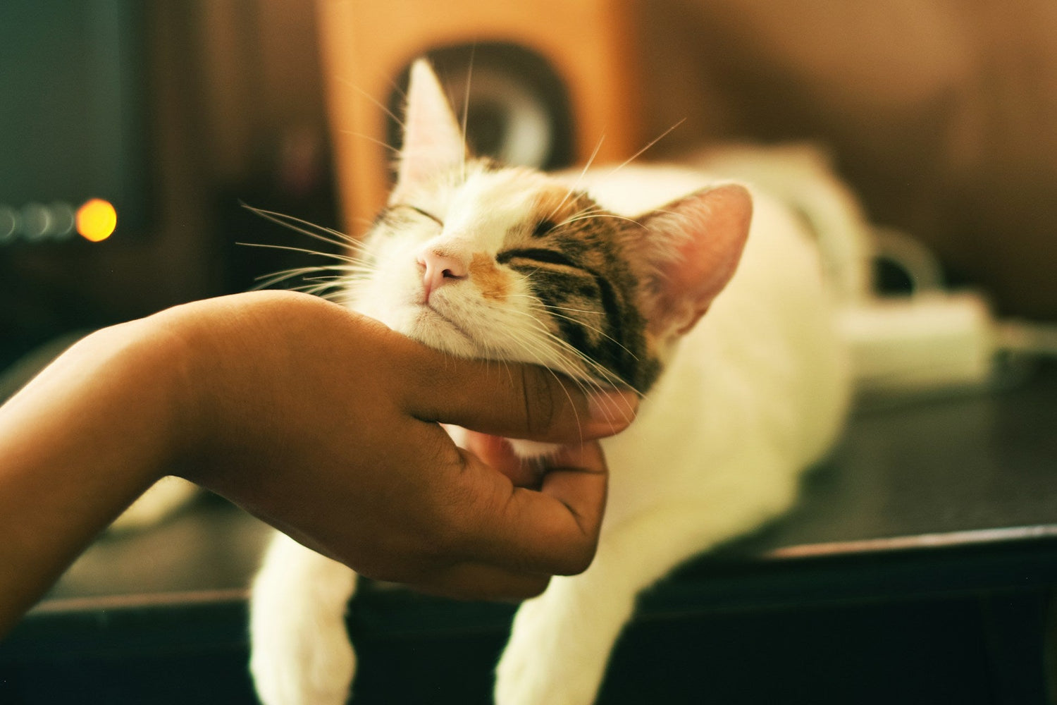 Pet Accessories