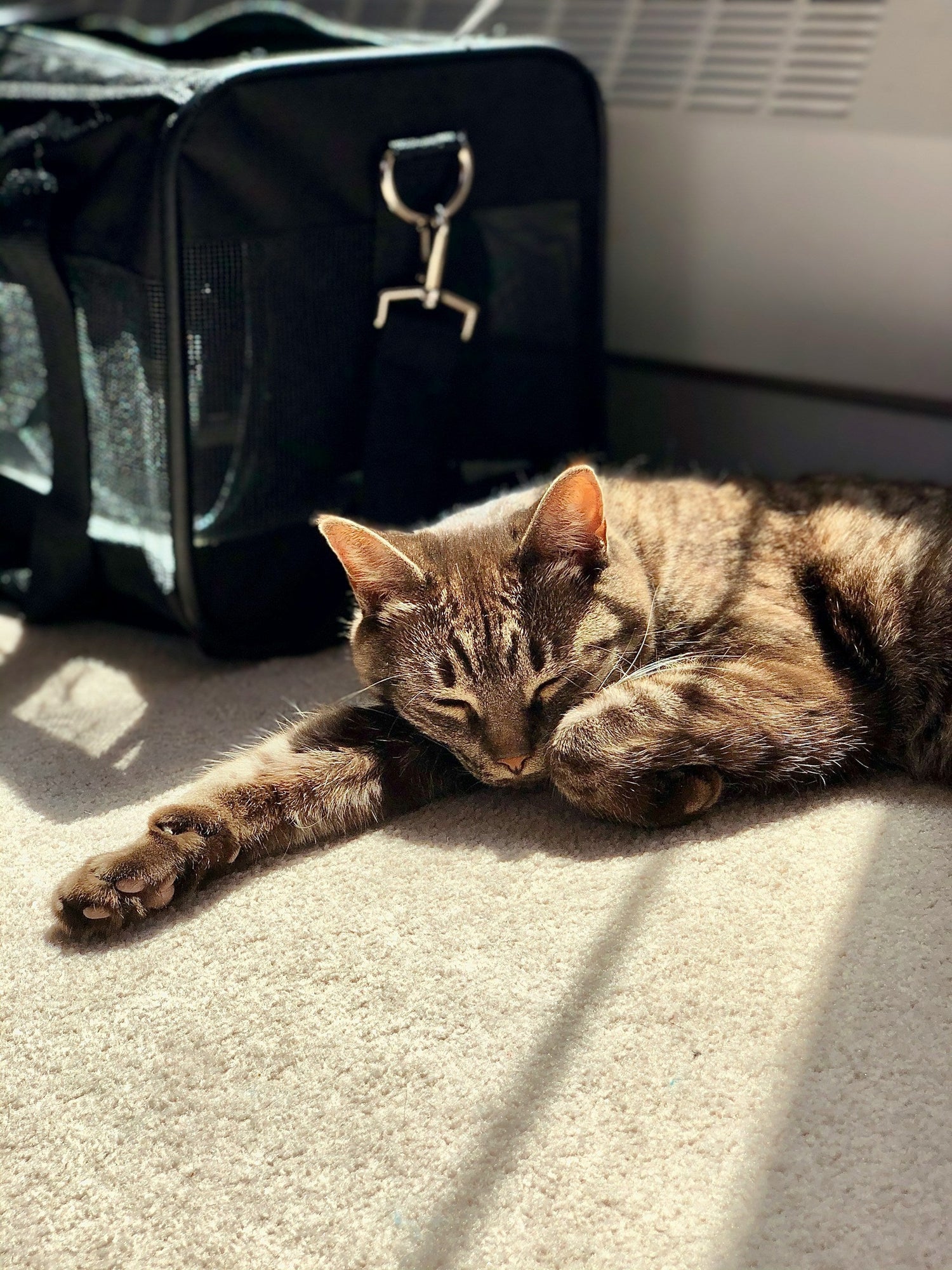 Pet Travel